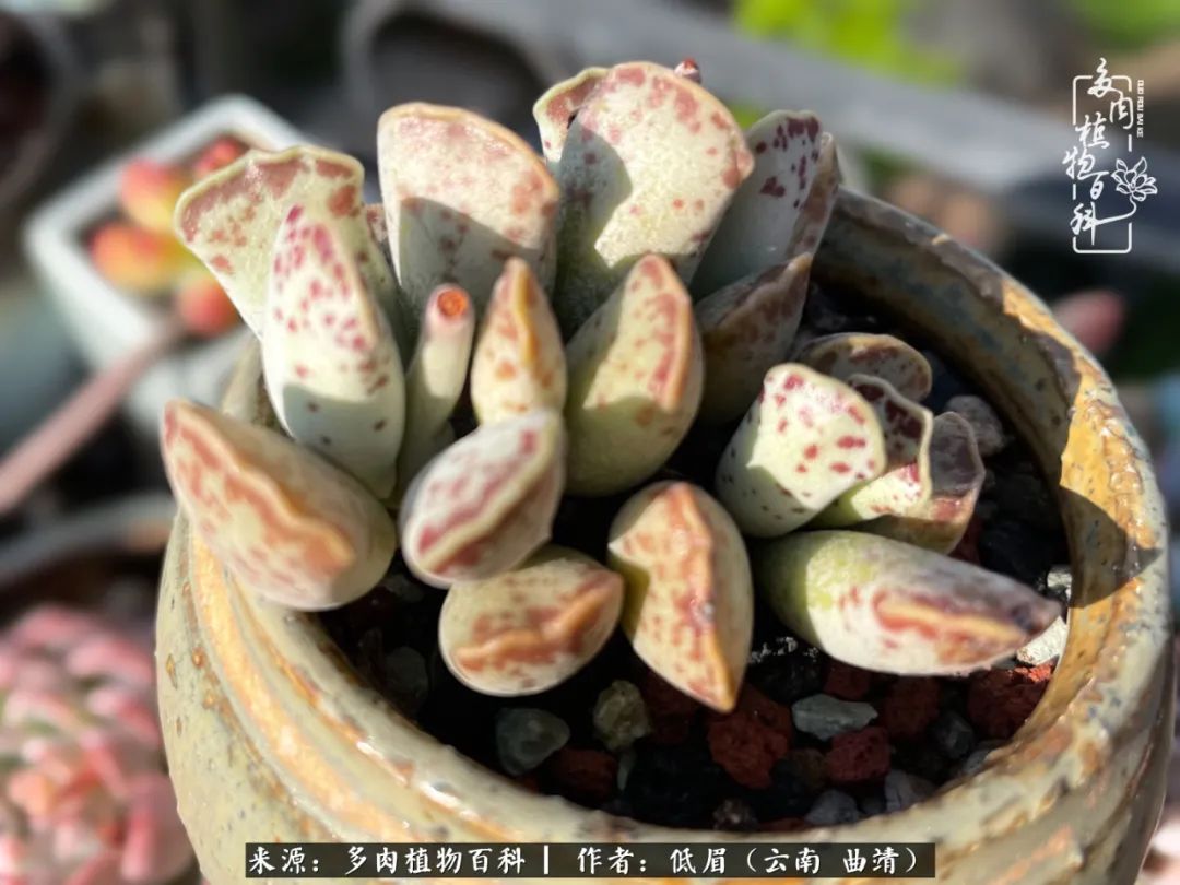 怎么在多肉植物百科投稿,怎样向多肉植物百科投稿