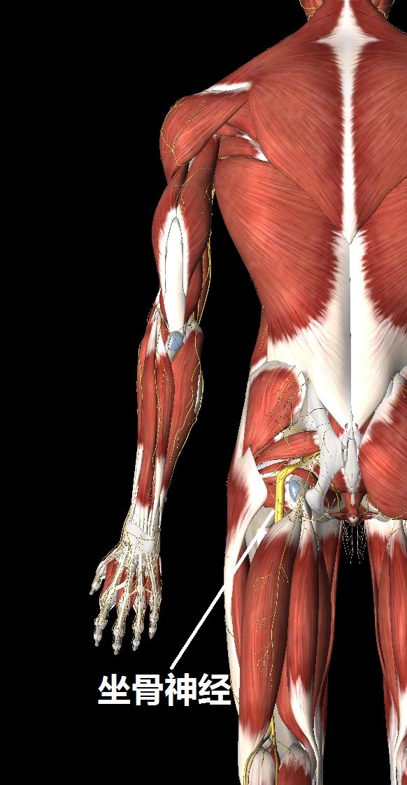 上班族该怎么预防腰痛,腰痛要警惕四种原因及治疗方法