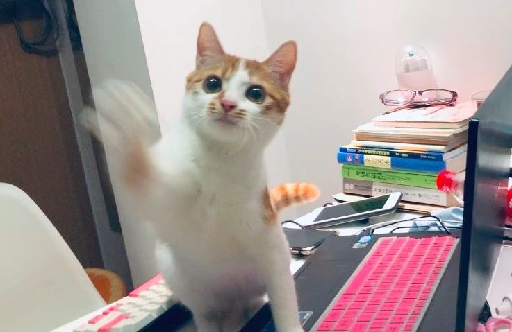 猫龄十年突然不吃猫粮,我家猫突然不爱吃鱼了