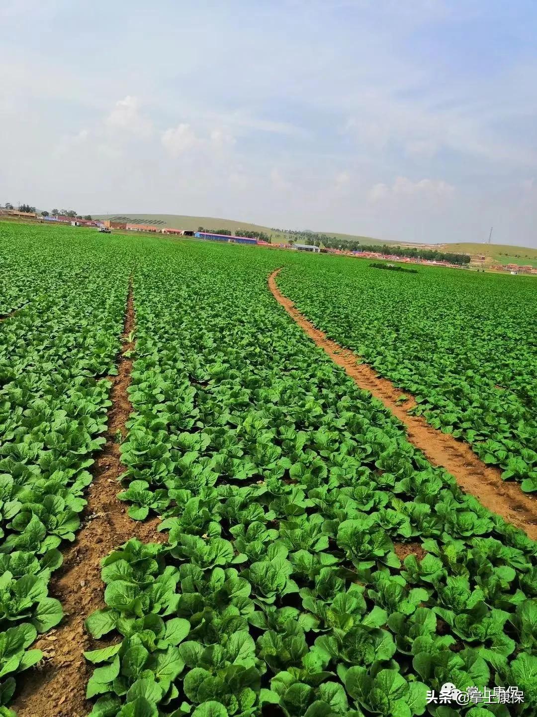 数百岗位虚位以待！康保县第三届网络专场招聘会来了