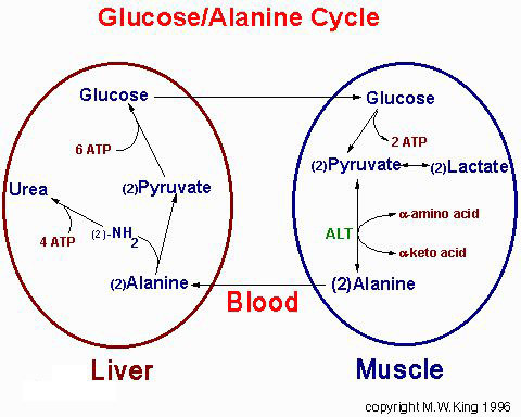 丙肝正确治疗方法与防控,影响丙肝治疗效果的一个重要因素