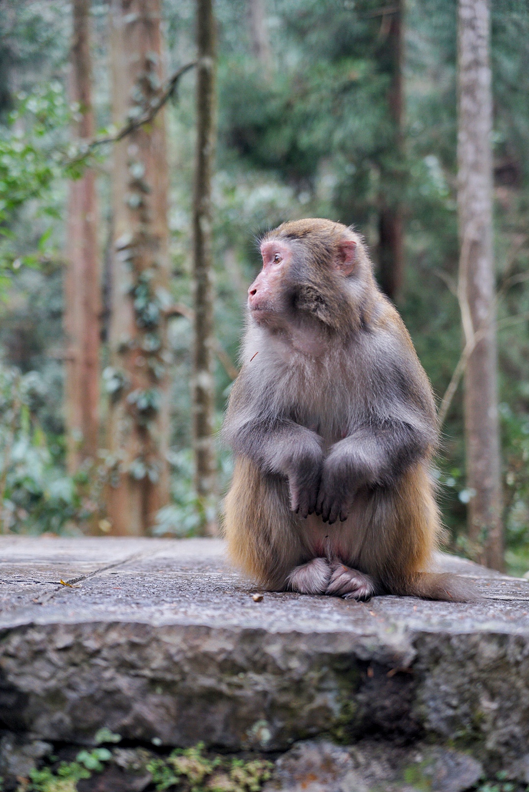 张家界雪季攻略,冬天湖南张家界攻略