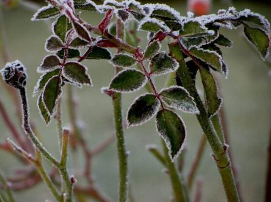 蔷薇花叶子发黑枯萎是什么原因,蔷薇花叶子发白怎么回事