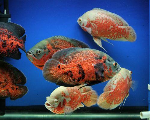 各个地图珍稀鱼,鱼百科大全图片