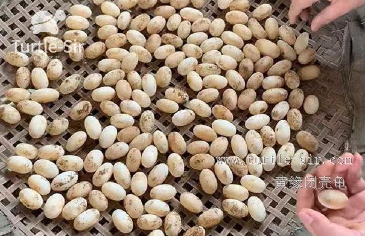 2019年黄缘龟市场分析,黄缘龟市场走势图