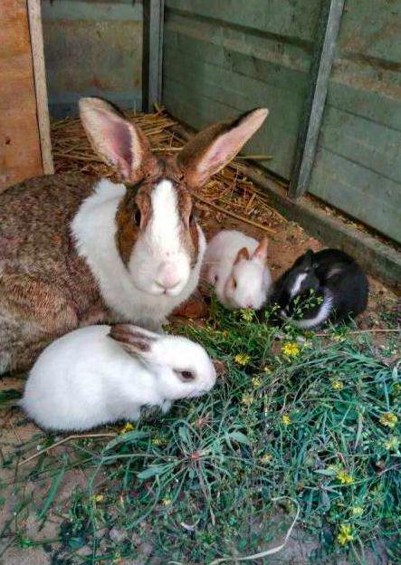 獭兔养殖,獭兔养殖合作