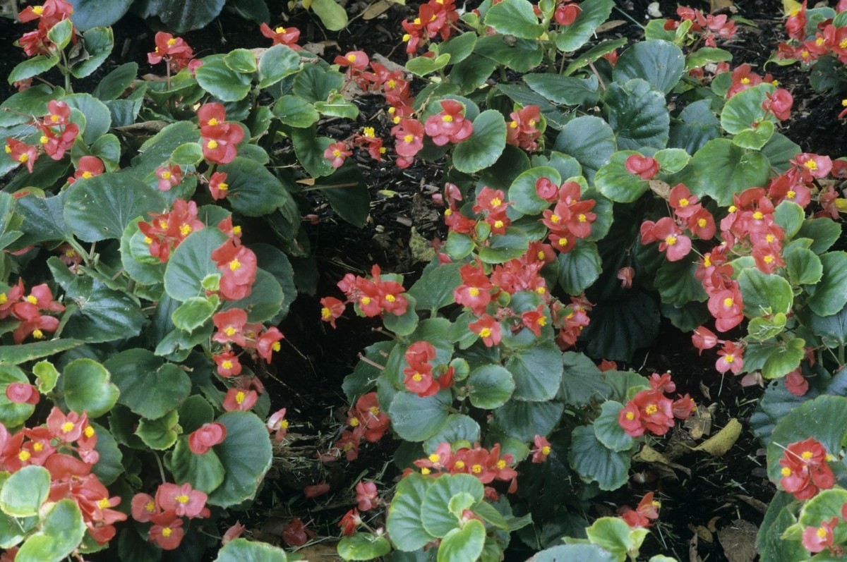 疯长的四季海棠养殖方法,四季海棠养殖方法与注意事项