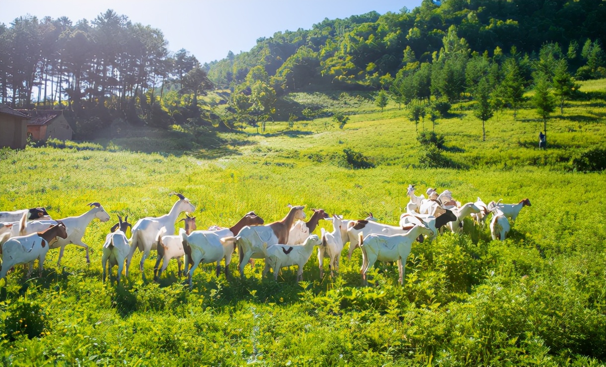 美力源羊奶第三段最低价,贝博儿羊奶粉和美力源羊奶哪个好