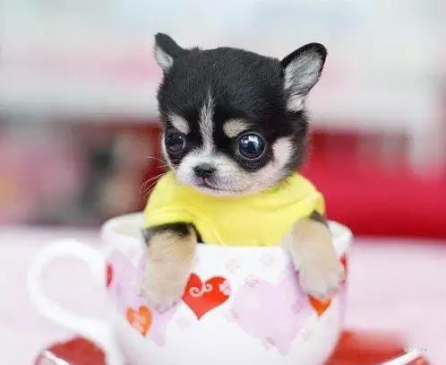 45种狗狗,45种狗狗很难得一见你认识几种