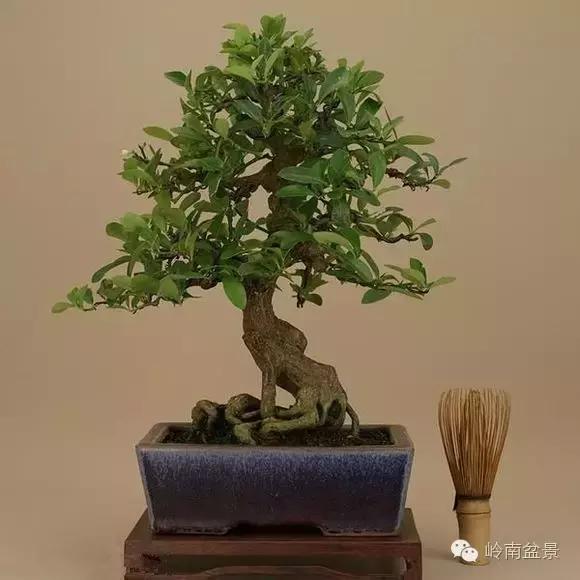 高桩金豆盆景大全,金豆双杆文人盆景欣赏