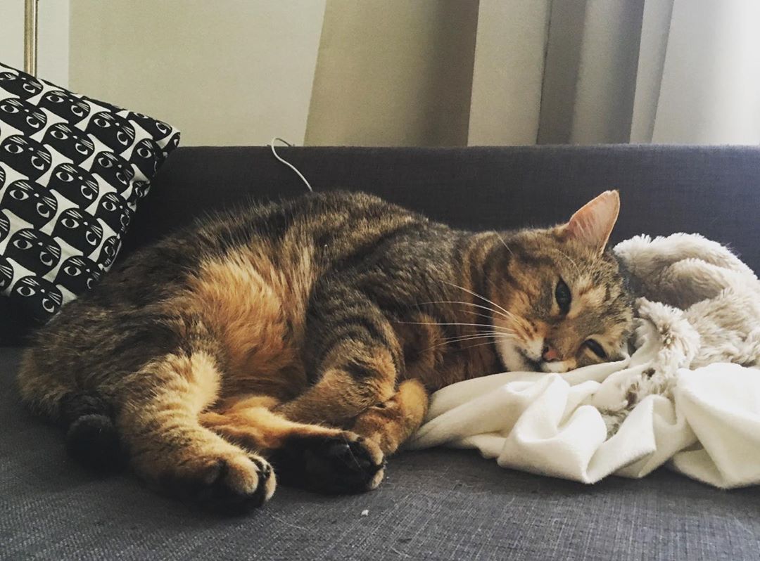 猫咪瘙痒和梳理毛发,猫咪引起的人的皮肤瘙痒