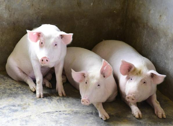 猪体温正常不吃食食用什么药,猪体温正常不吃食该吃青料怎么办