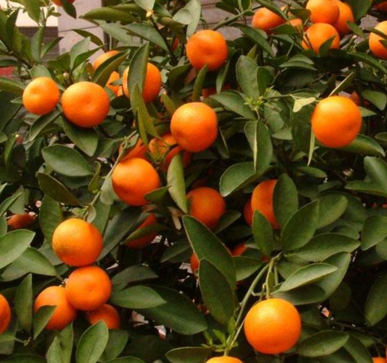 金桔移栽后落花落果但叶子不落,脆蜜金桔落花落果是怎么回事呢
