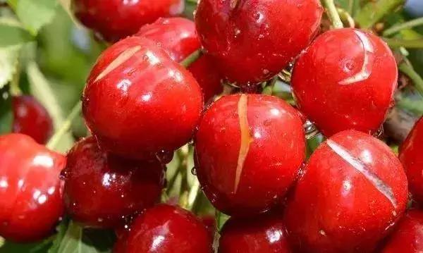 果树裂果的秘密早懂早预防,樱桃裂果的原因