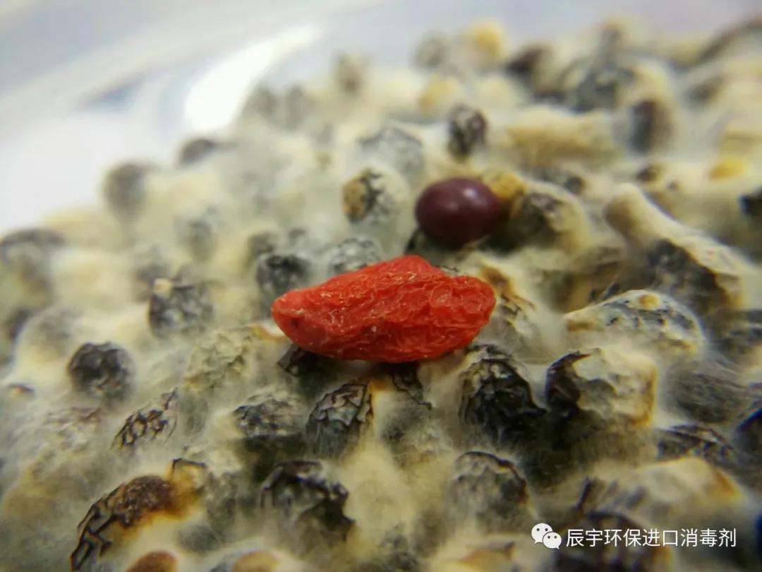 食品厂环境霉菌控制标准,食品厂霉菌的原因