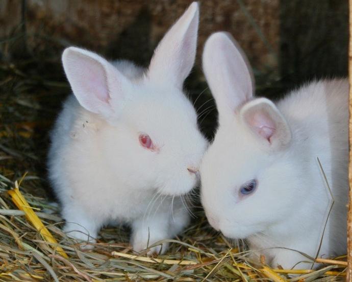 大熊猫不但有黑白色也有棕白色,白色大熊猫健康吗