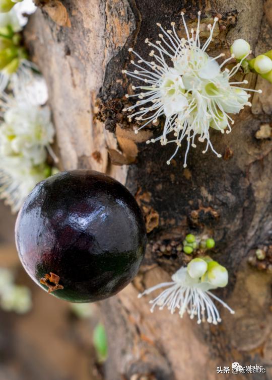 网络热门野生水果鉴定,鉴定网络热门水果仙人掌果实