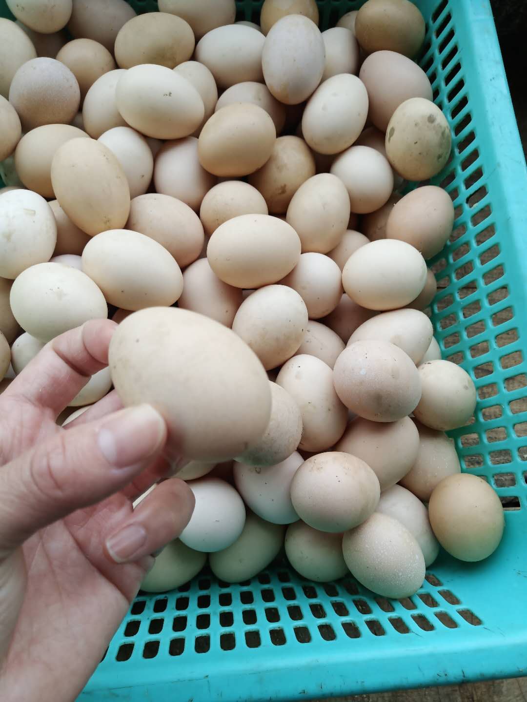 长沙周边农家乐景点推荐,长沙农家乐哪里好玩