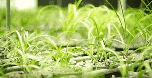 每日一品栏目,每日一品七律