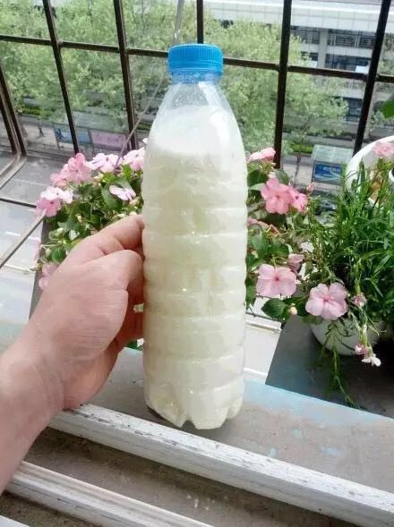 养花用营养液会把花弄死吗,过期牛奶直接浇花会不会死掉