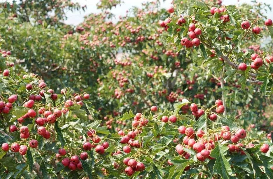 承德市投资500亿,身价几十亿承德人