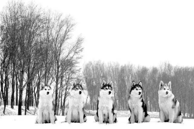 45只名犬排行,45种名犬您都认识吗