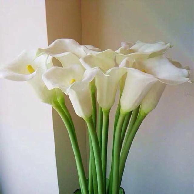 马蹄莲鲜切花焦了的养护方法,马蹄莲鲜切花怎么养护和管理