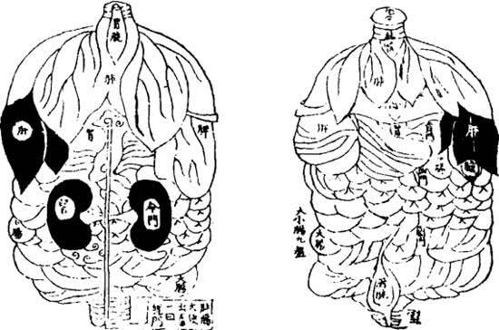 梦的类型与脏器的关系,梦和身体五脏六腑的对应关系