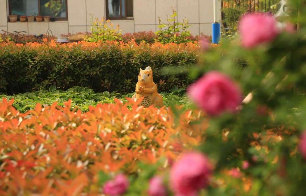 山东泗水癫痫病医院花香四季情暖人间——赵伟摄影、撰文