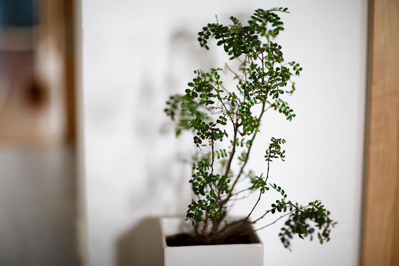 看盆景展里赏心悦目的盆景 (家有盆景茶余饭后赏心悦目)