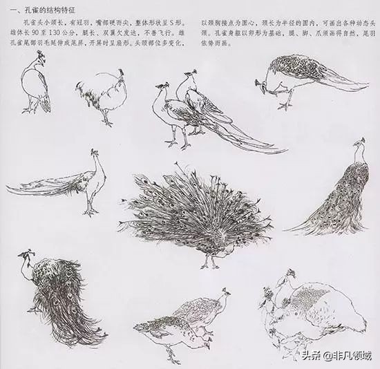 梁桂霖国画孔雀的画法视频,孔雀眼睛画法国画