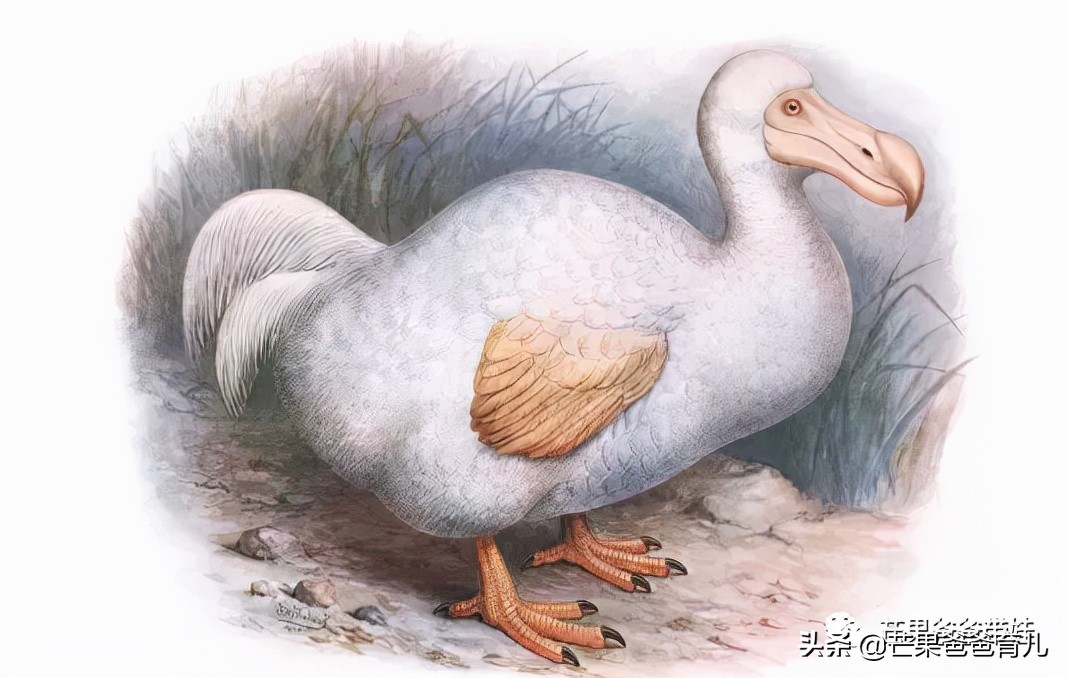 幼儿园推荐的100本绘本,适合幼儿园老师看的绘本