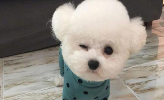 如果比熊随便大小便怎么办,比熊一天排便几次正常