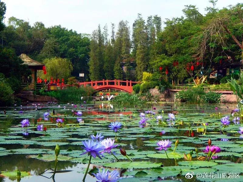 番禺好看的街景,番禺美丽的风光