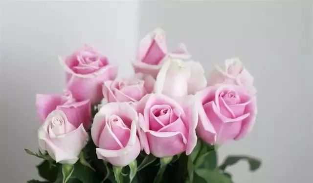 一万年一次的2020520;一起认识100种玫瑰~别送错啊