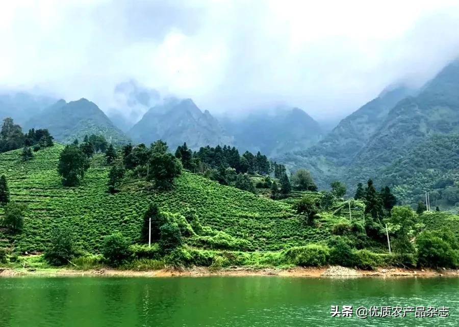 太平猴魁的渊源,百年太平猴魁