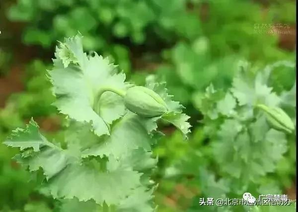 公安局禁种铲毒责任书,公安局禁种铲毒推进会