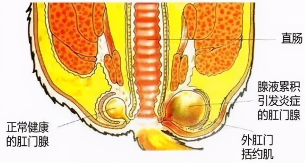猫咪便便有血是什么原因,猫咪拉血便是怎么回事
