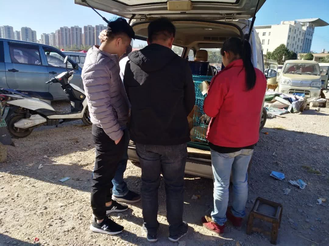 800元狗贩子,农村狗市拉布拉多350元一只