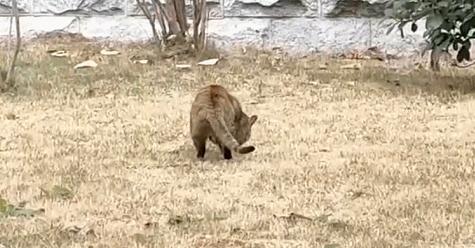 兔兔那么可爱为什么要吃它,兔兔这么可爱为什么要吃它