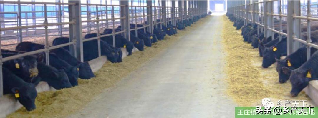 浚县王庄镇简介,浚县王庄镇乡村振兴项目