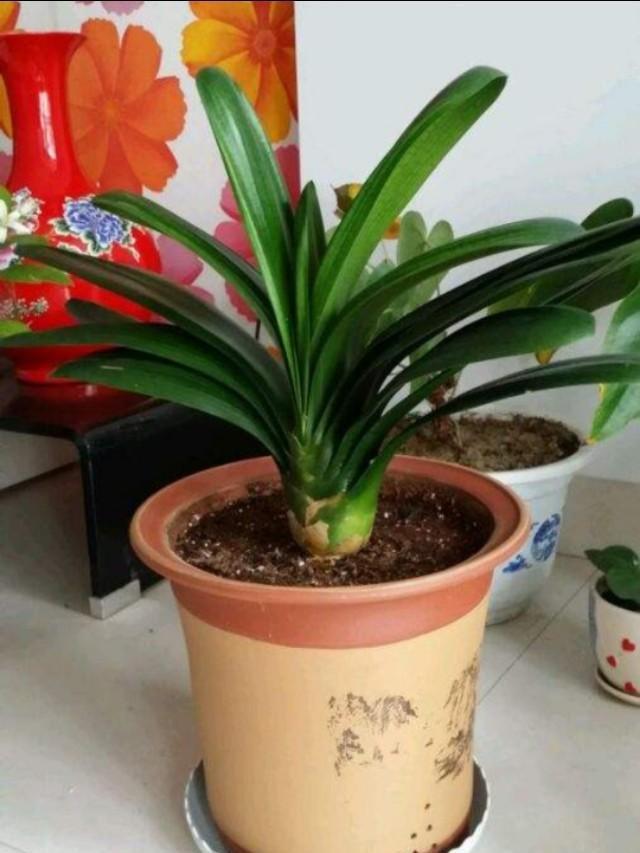 君子兰养殖方法和技巧如何浇水,君子兰夏季室外高温怎么养