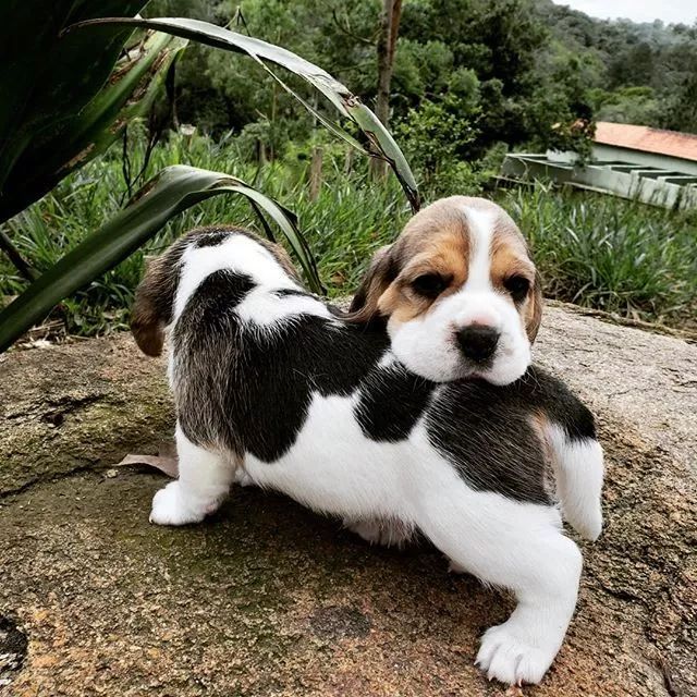 超级可爱呆萌的小奶狗,全种类小奶狗超萌合集