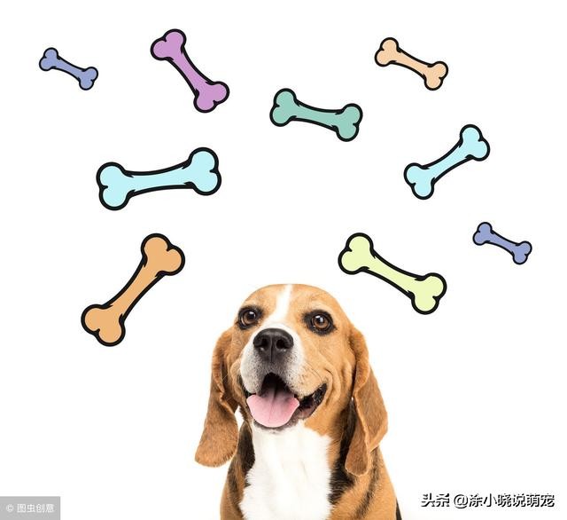 狗狗视力受损,怎样才能判断狗狗失明或视力受损