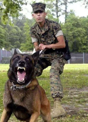 被禁养的狗有狗证也不行吗,马犬成都属于禁养犬吗