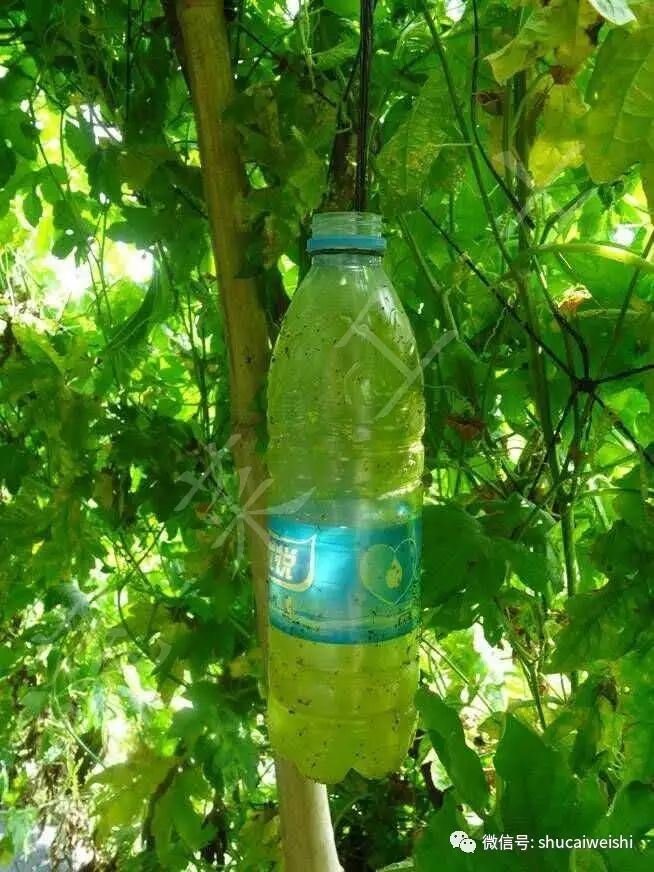 瓜实蝇防治视频,如何有效防治瓜实蝇