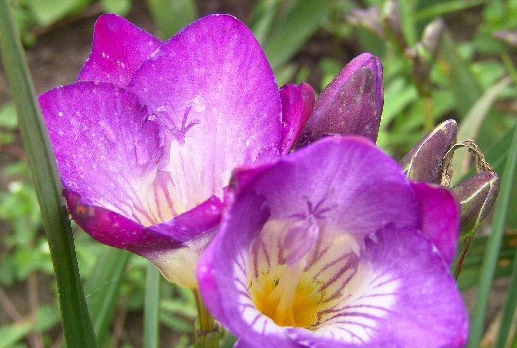 香雪兰开花倒伏可以重新移栽吗,香雪兰倒伏修剪后会影响开花吗