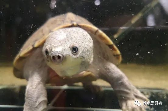 养龟的水发臭怎么解决,养龟的水老是臭有什么方法