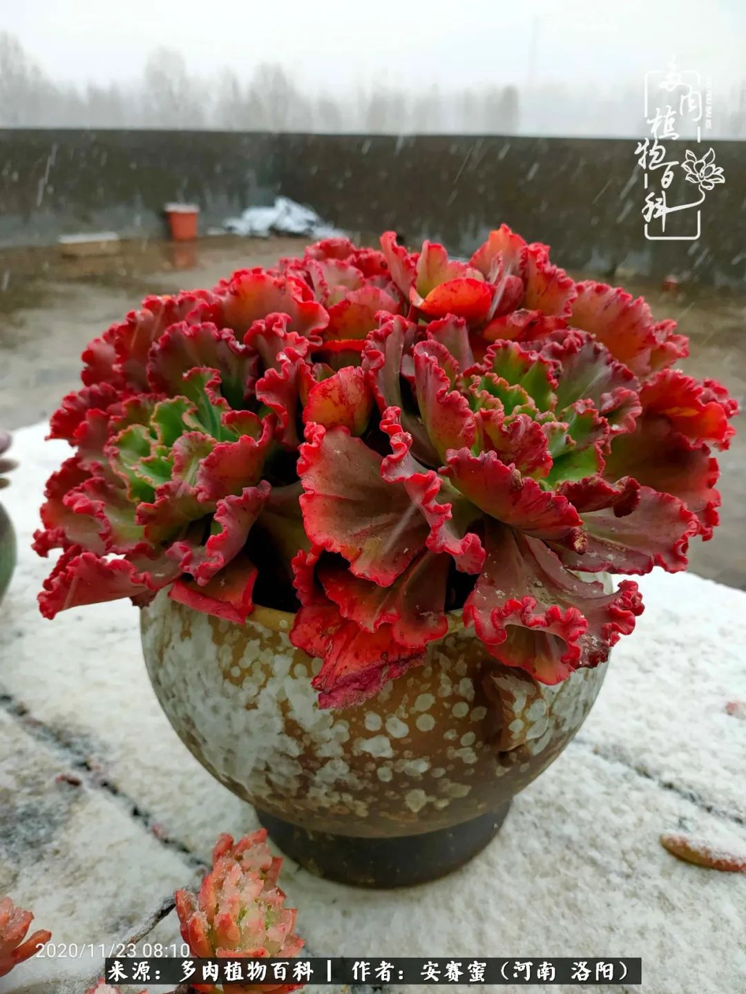 现在是多肉最美的季节,多肉最美的季节来啦