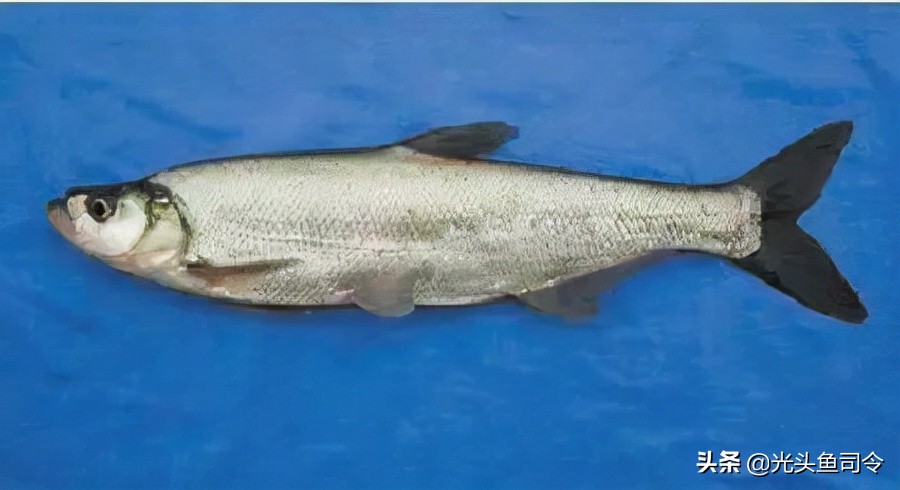 禁止泥鳅钓鱼的法律依据,禁止用泥鳅钓鱼